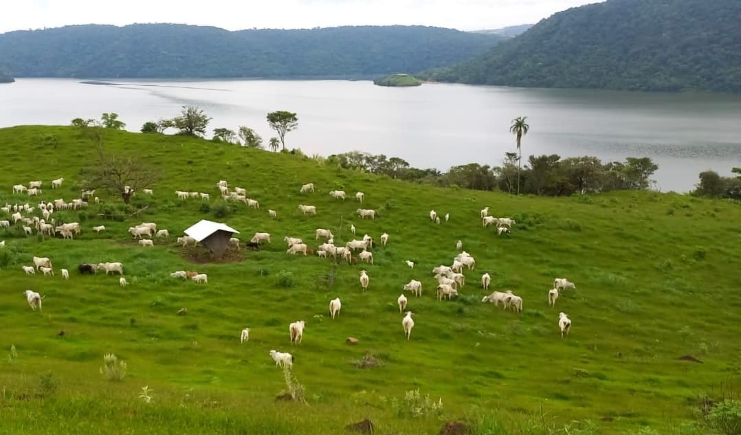 Fazenda